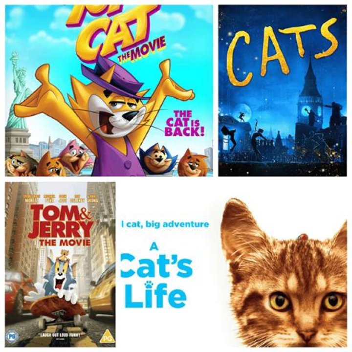 Whiskers And Wonders: The Allure Of CatMovies