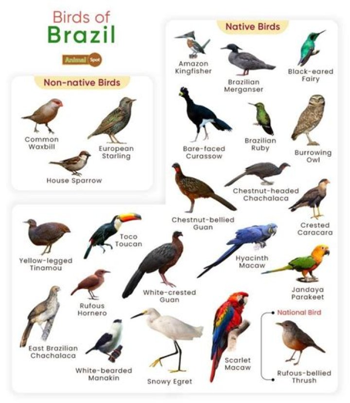 Common Female Names In Brazil