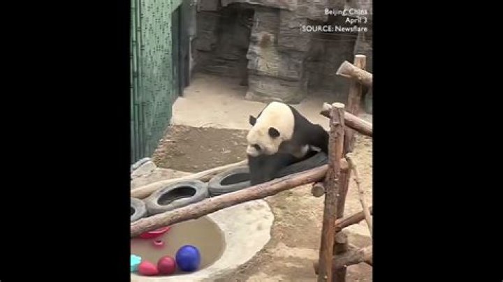 Unveiling The Defiant Panda Data Breach: A Threat To Conservation