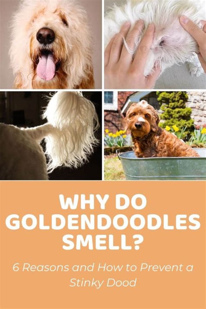 Is Your Goldendoodle Smelly? Here's Why And How To Fix It