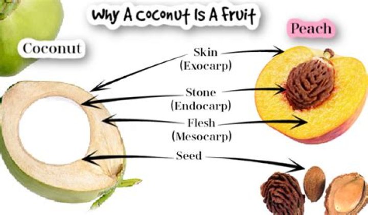 Is A Coconut A Fruit