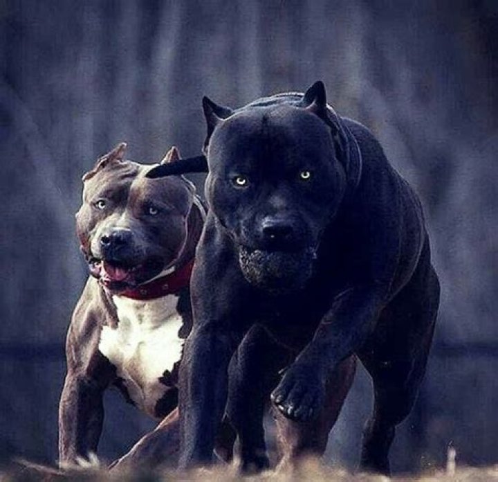 Most Scary Dog Breeds