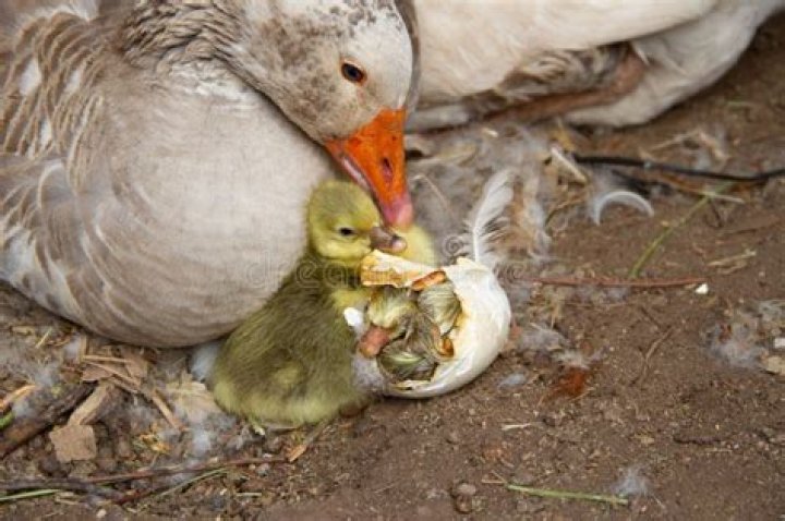The Ultimate Guide To Mother Of Goslings: Everything You Need To Know