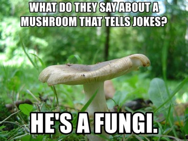Mushroom Jokes Fungi