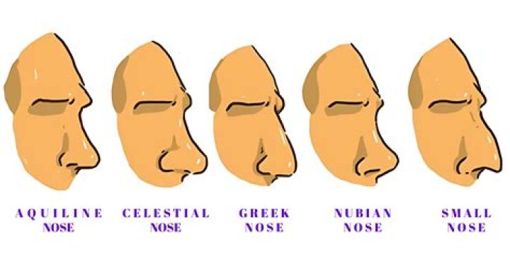 Nose Types Names