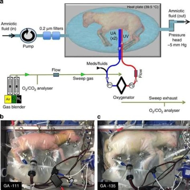 Essential Guide To Premature Lamb Health And Care