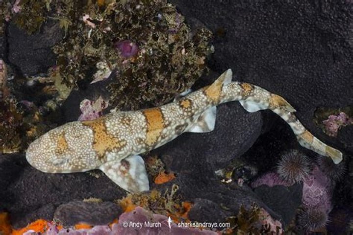 Discover The Puffadder Shark: An Enigmatic Predator Of The Deep