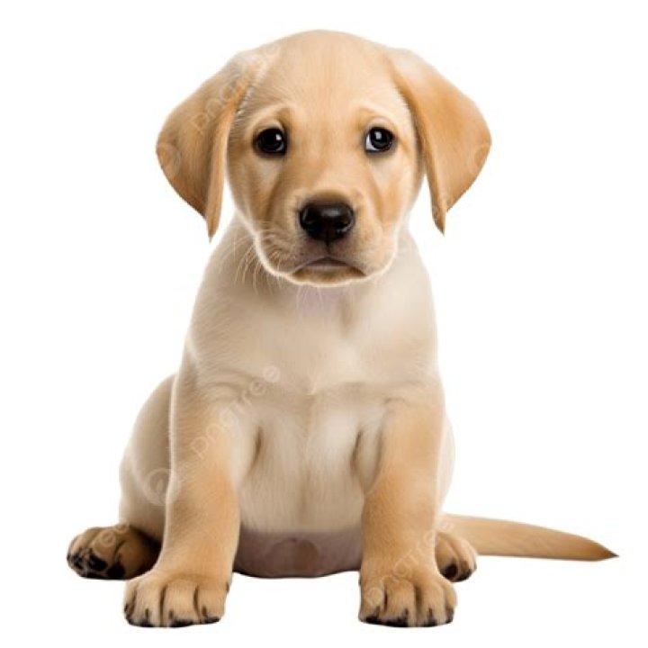 Ultimate Guide To Correcting Unwanted Puppy Behaviors: Saying 