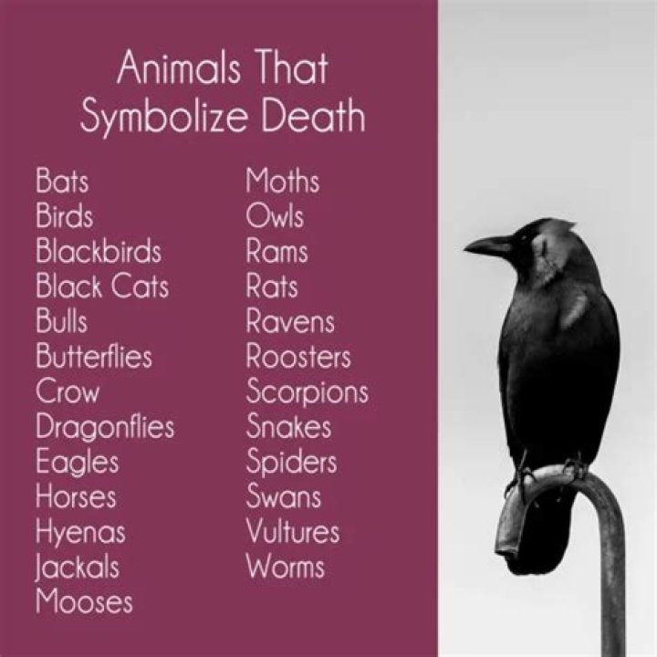 Whispers Of The Afterlife: The Birds That Symbolize Death