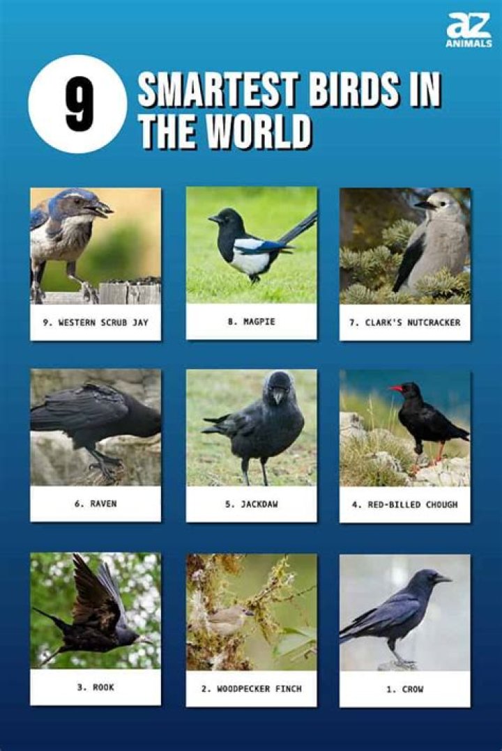 What Is The Smartest Bird In The World